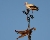 Wildlife