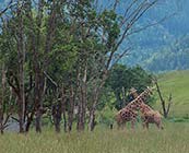 Nature & wildlife