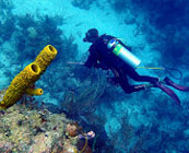 Marine conservation