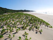 Rocktail beach, KwaZulu-Natal. Photo by Richard Madden