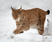 Wildlife