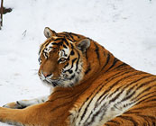 Siberian tigers