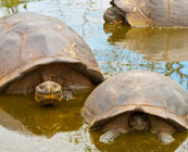 Galapagos Islands