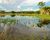 Pantanal
