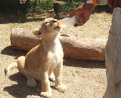 Walking with lions