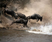 The Great Migration