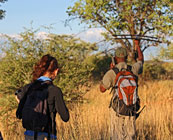 Walking safaris