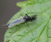 Moaning about midges