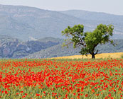Catalonia