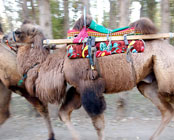 Camel trekking