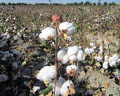 Cotton