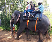 Elephant rides