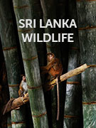 Sri Lanka wildlife