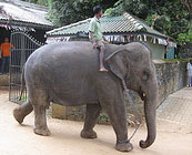 Pinnawala