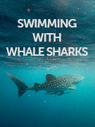 Swimming with whale sharks