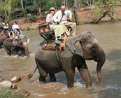 Elephant trekking