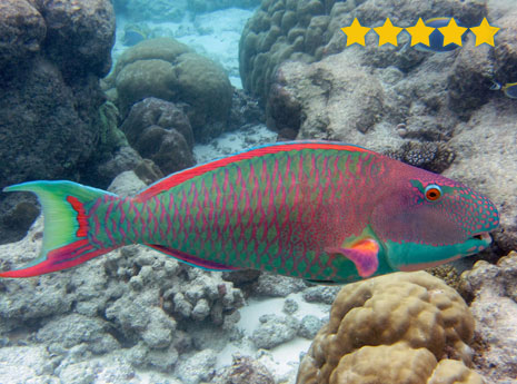 Maldives holidays, wildlife cruise