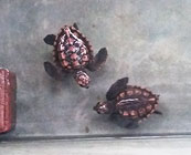 Hatcheries with tanks