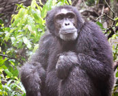 Chimp tracking