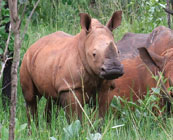 Game drives