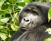 Gorilla tracking