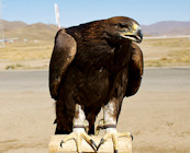 Western Mongolia
