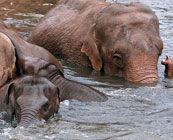 Elephant care