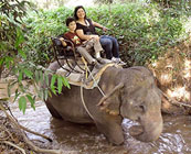Elephant trekking