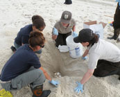 Turtle conservation