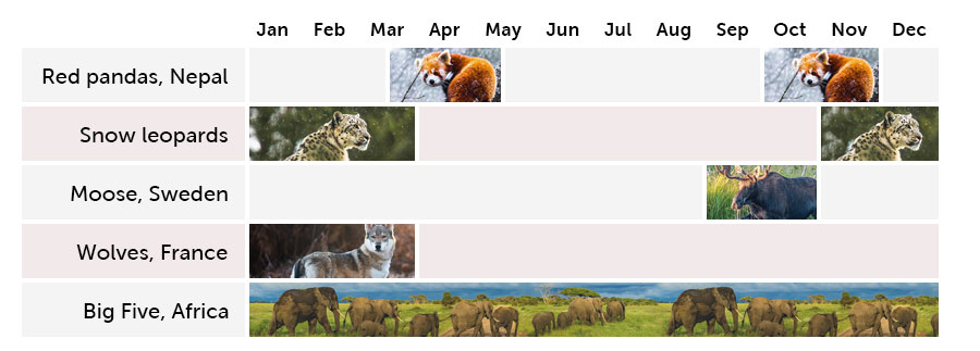Best time to go wildlife tracking