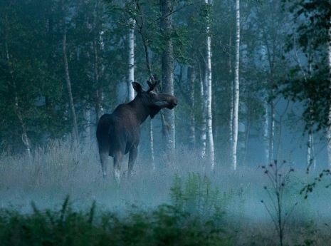 Moose Tracking Holidays in Sweden Moose Tracking Holidays in Sweden