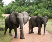 South Luangwa