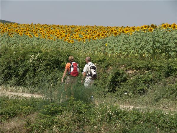 Volterra to San Gimignano walking holiday in Italy