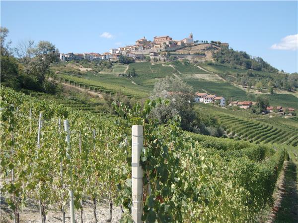 Piedmont walking holiday, Vineyards of Barolo