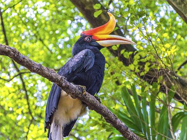 Borneo wildlife holiday