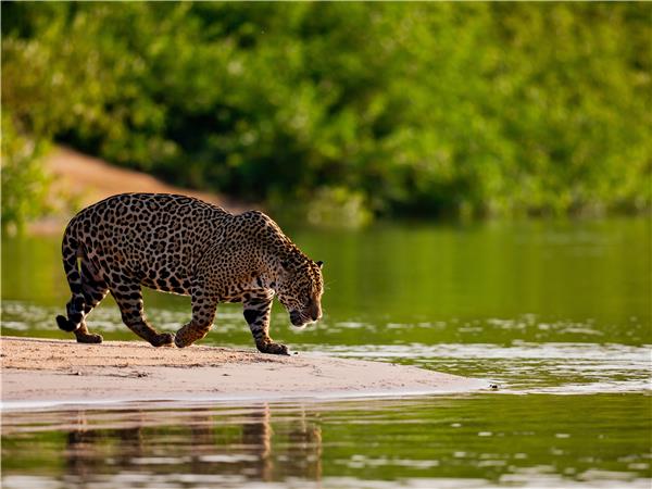 Jaguar spotting holiday in Brazil