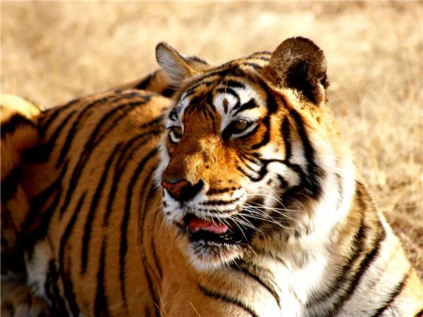 Northern India tour, temples and tigers
