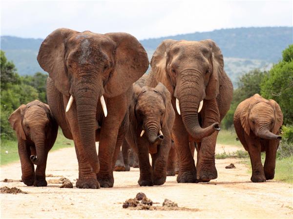 South Africa, eSwatini and Lesotho holiday