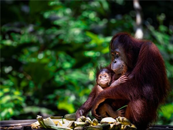 Borneo small group holiday