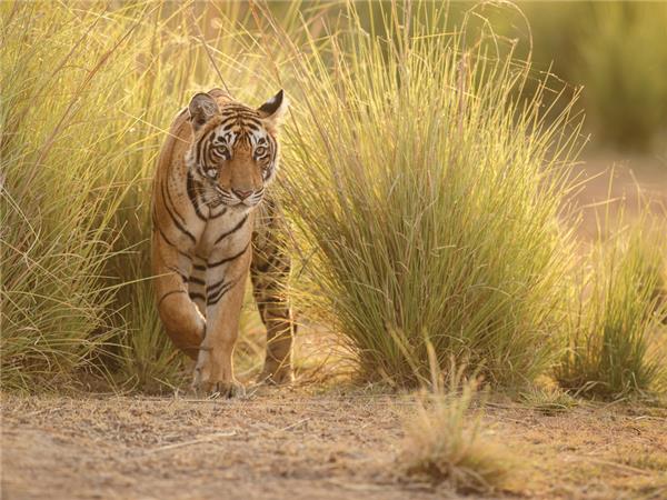 Family holiday to India, sightseeing and safari