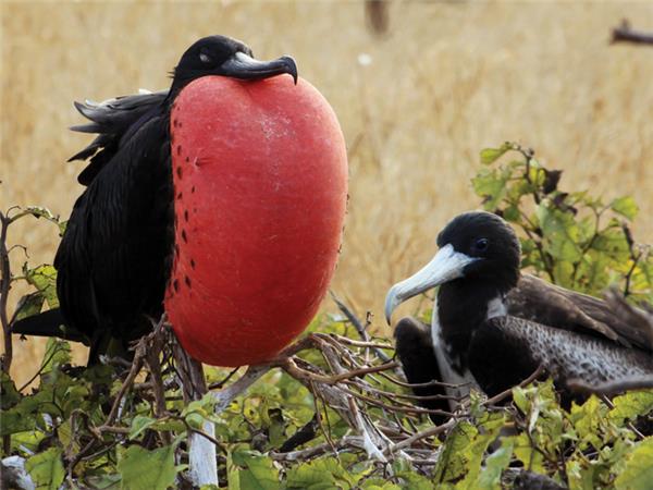 Galapagos family holiday
