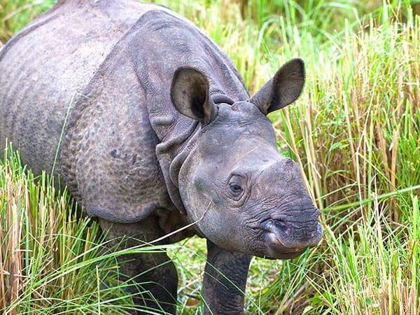 Nepal wildlife tour, Chitwan & Bardia