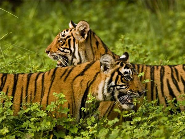 Wildlife in Rajasthan Wildlife in Rajasthan