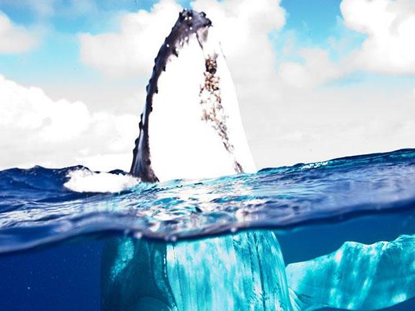 Budget Tonga holiday, swim with humpback whales