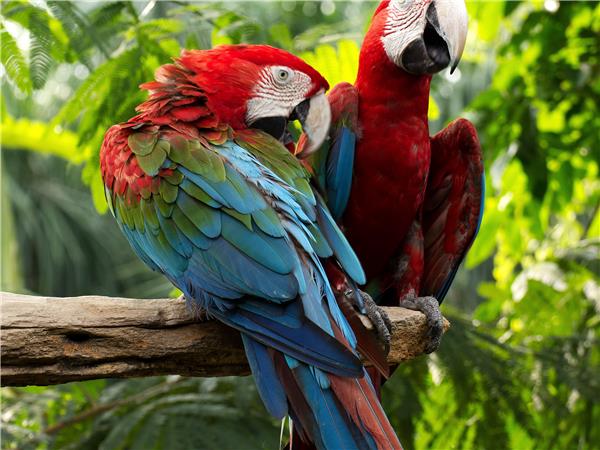 Amazon rainforest holidays \u0026 tours in 2025 \u0026 2026 | Responsible Travel