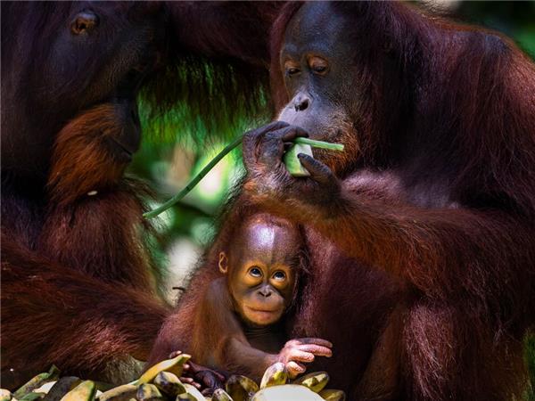 Borneo family holiday to see Orangutans