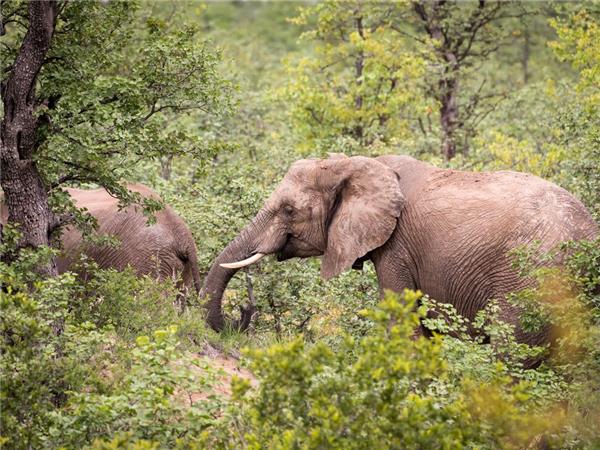 Premium Botswana small group holiday