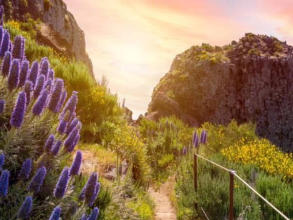Madeira holidays & tours in 2024 & 2025 | Responsible Travel