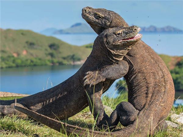 Bali, Flores and Komodo holiday, Indonesia