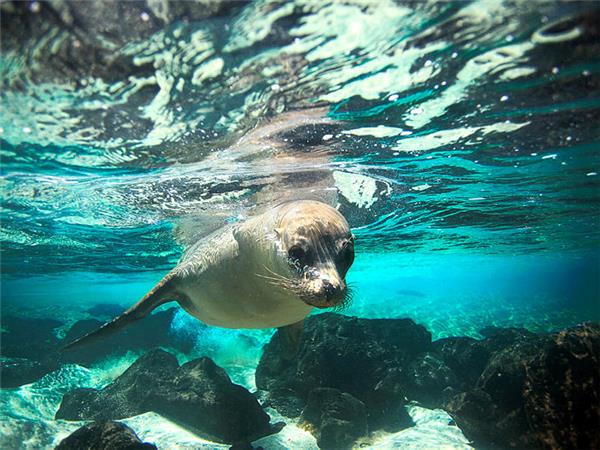 Galapagos holidays, Ecuador
